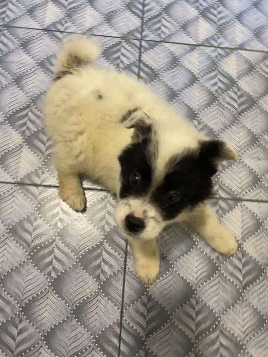 продается щенок,Помесь шпица