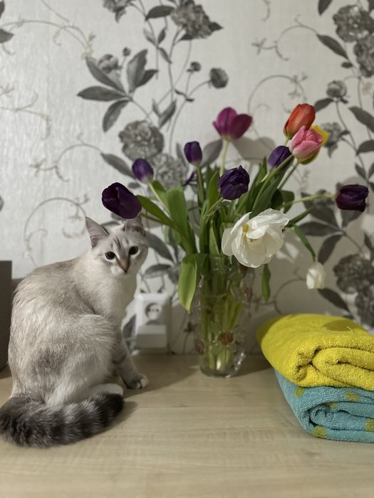 Отдадим прекрасную кошечку