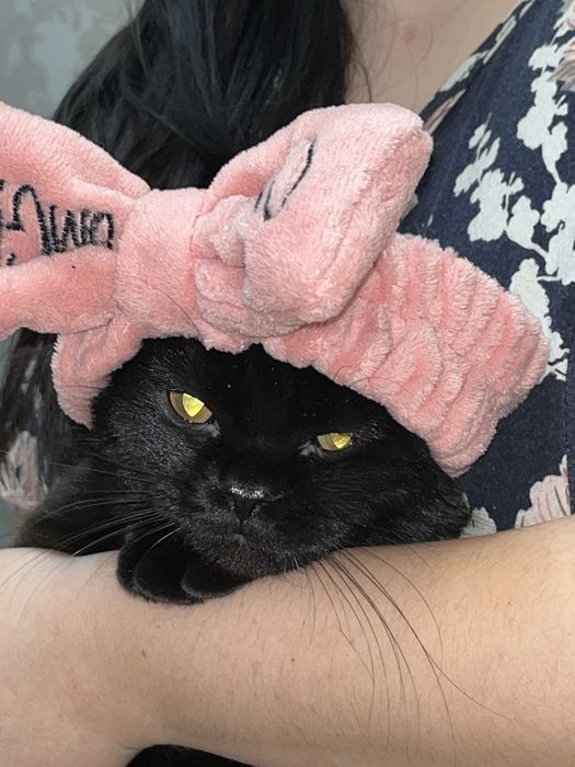 Отдам кота британскую