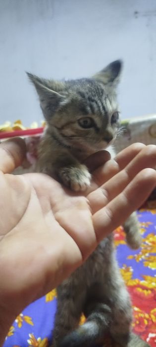 Катёнок породистая
