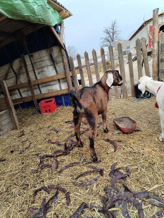 Țap anglonubian din părinți cu pedigree