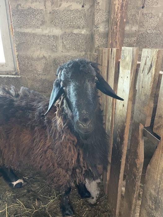 Кошкар сатылады семыз