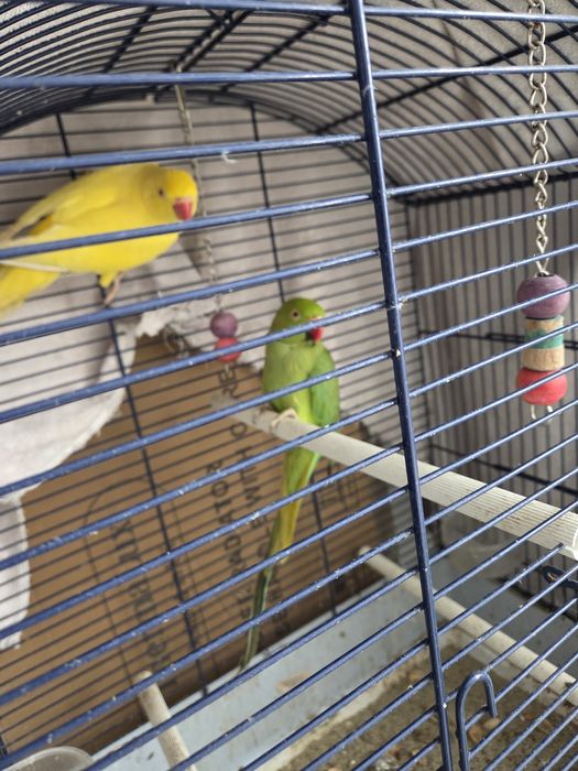 Micul Alexander pereche + cușcă