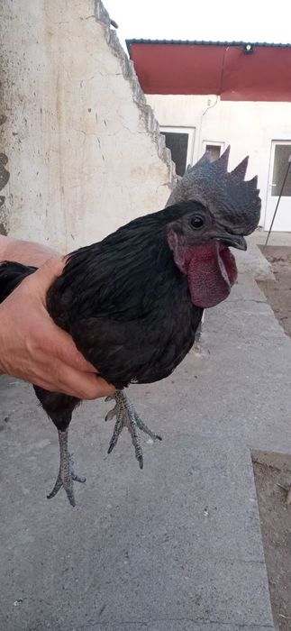 Ухейилюй парода  питух