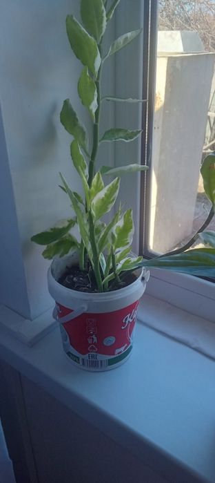 Продам комнатные цветы