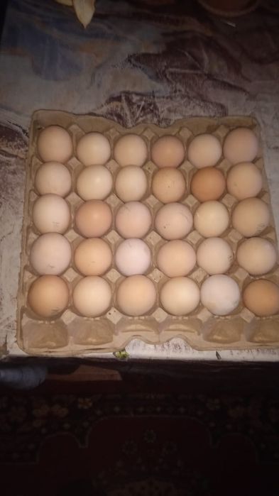 Яйца куриные, инкубационные