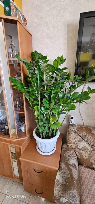 Продам комнатные растения