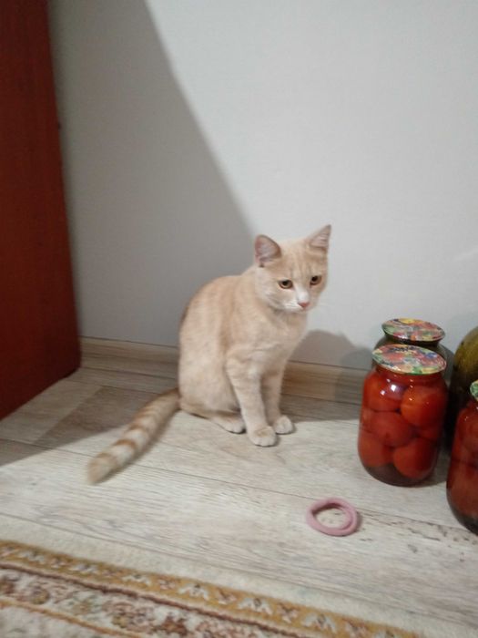 Котик ищет дом..