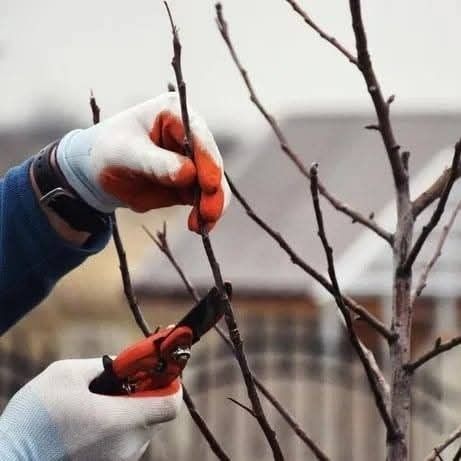 Curat pomii fructiferi medi și intensivi la nr