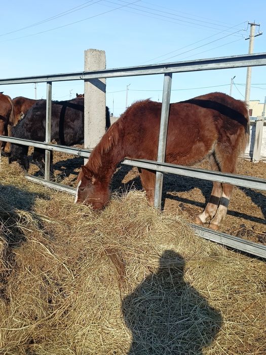 Продам жеребят полутяж