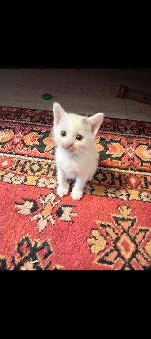 Котята все  девочки