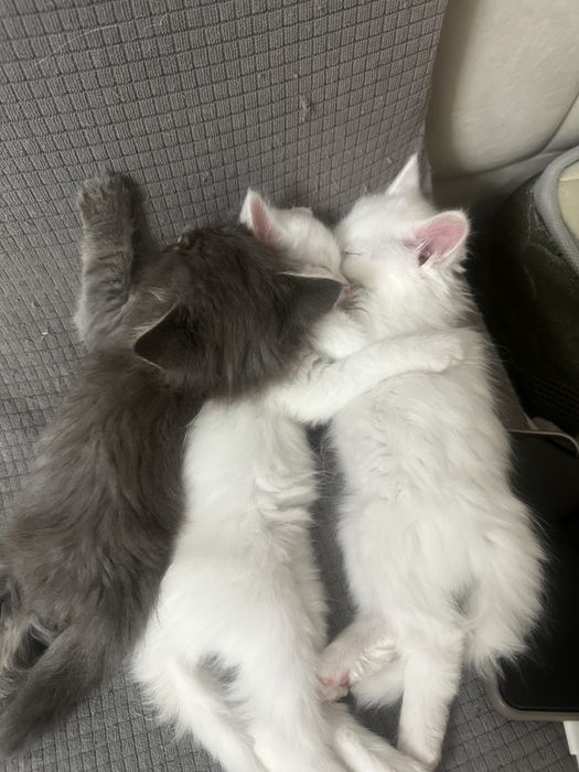 Продам породистых котят