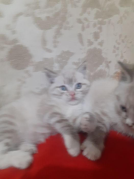 Продам шотландских котят.