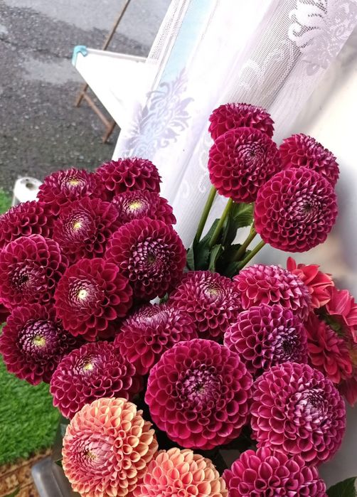 Продаём георгины