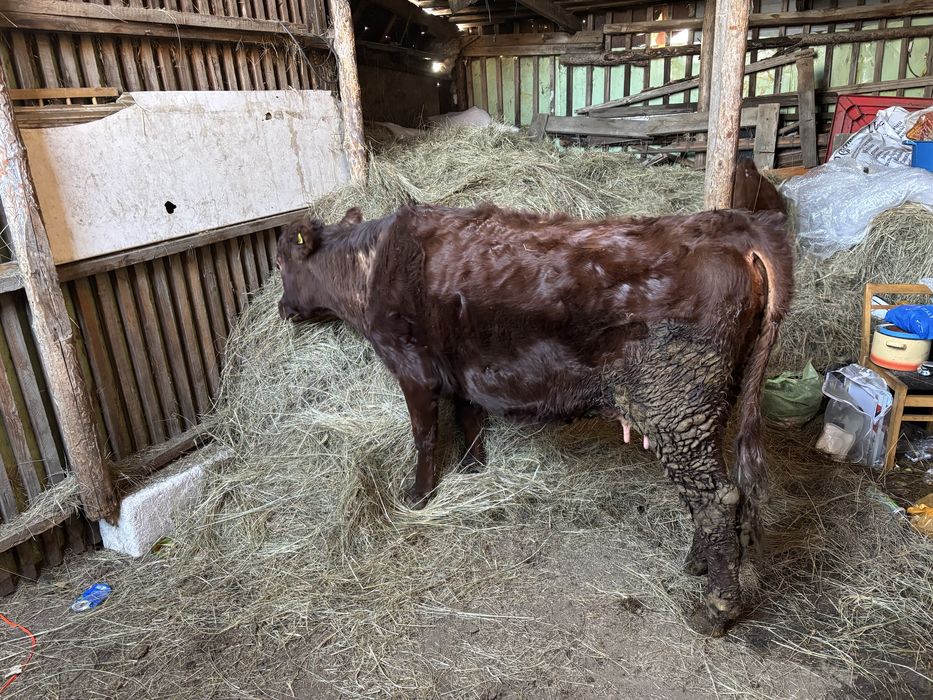 Продается корова с телёнком