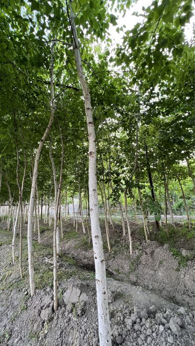 Beryoza берёза oq qayin Ок кайин