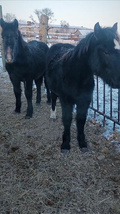 Продам тяжеловозов жеребчиков