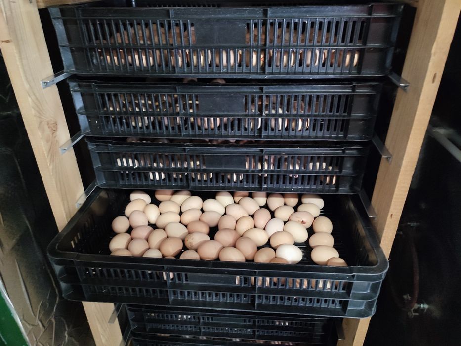 Incubator cu eclozor