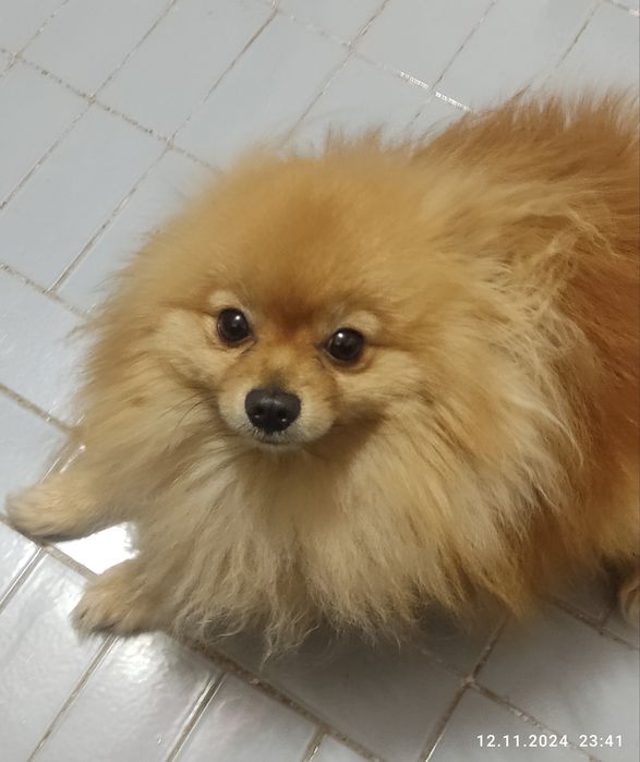 Предлагается для вязки кабель померанского шпица мини