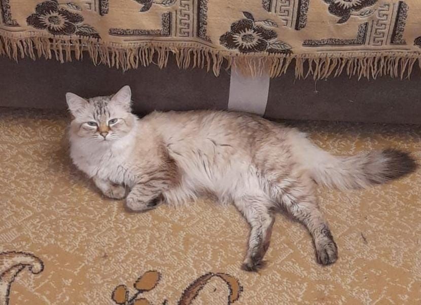 Отдам в добрые руки