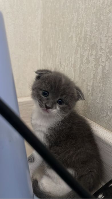 Вислоухий 2 месяца