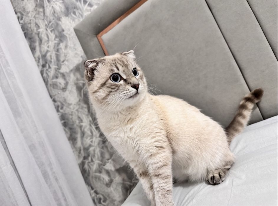 продам кота (мальчик)