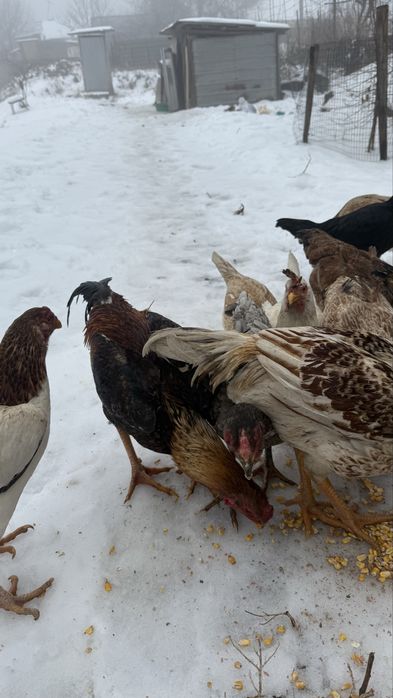 Продаю мощных дакан кур и петухов