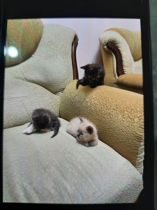 Срочно пристраиваются котята!