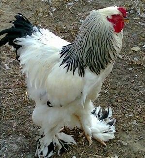 Брама петух куры