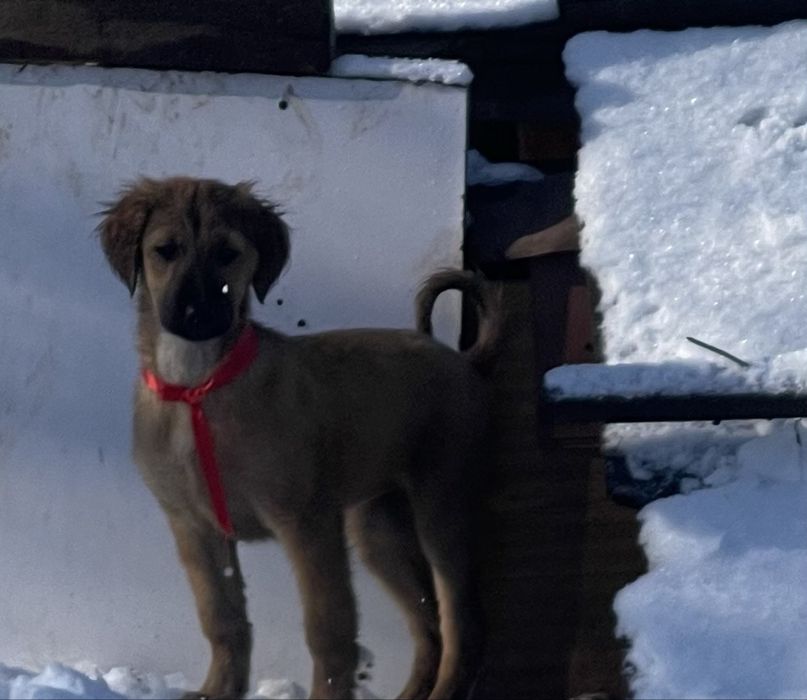 Продам тазы(девочка микс)