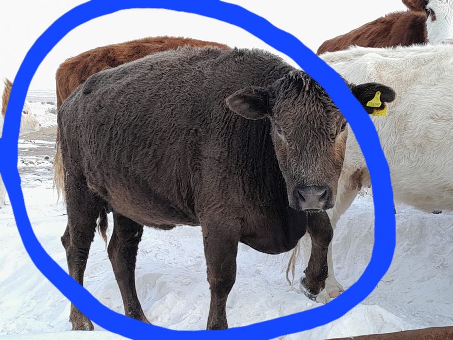 Туатын сиырлар сатылады, Семей