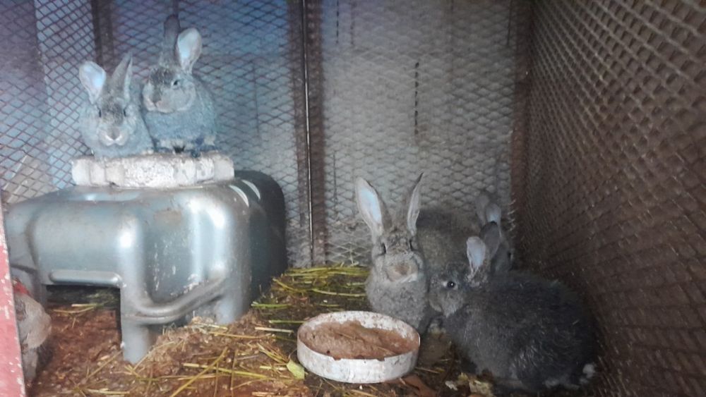 Продам крольчатов 10 штук