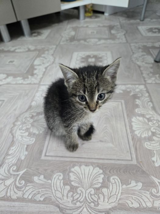 Отдадим котиков.