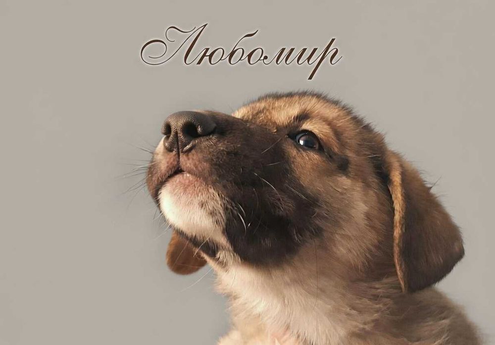 Отдам щенков в хорошие руки.