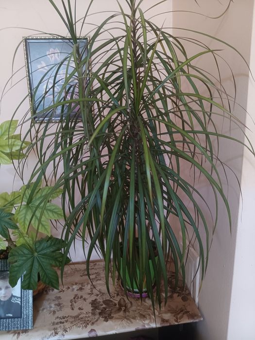 Продавам Палма драцена