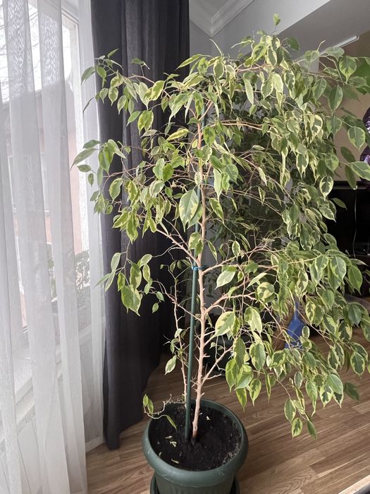 Фикусы Бенджамина