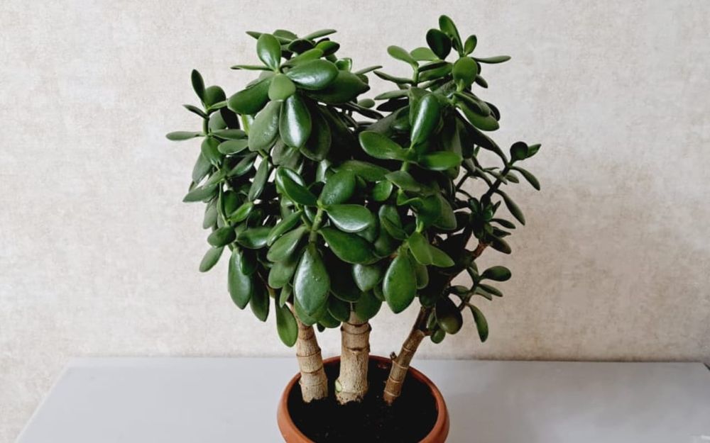 Цветы Цветы Цветы