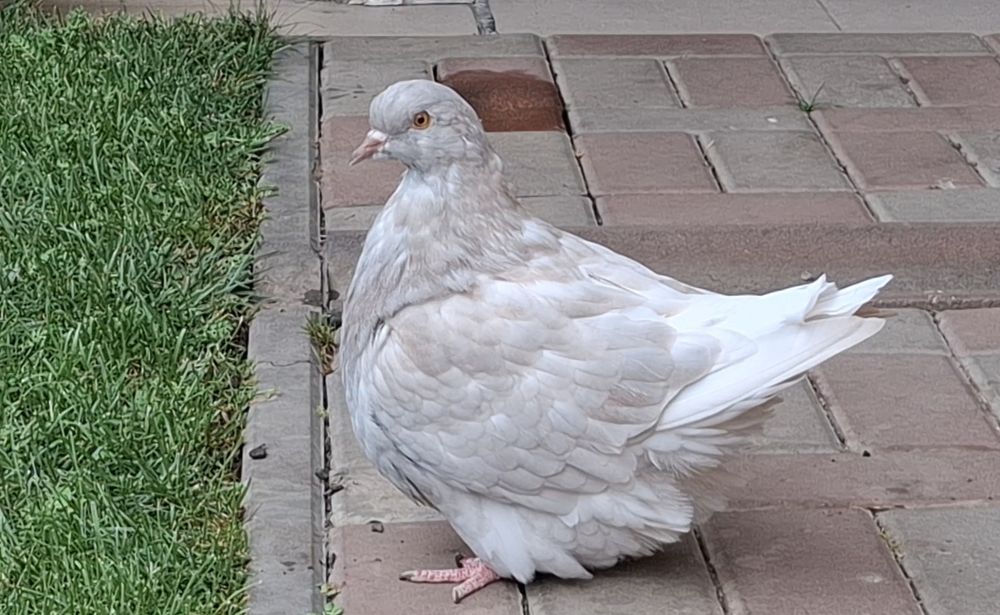 Porumbei Mondaine