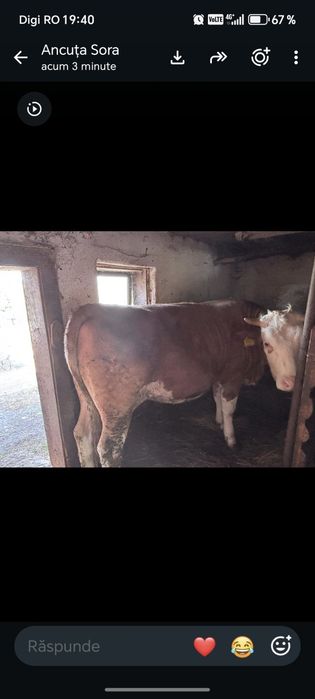Junincă gestantă