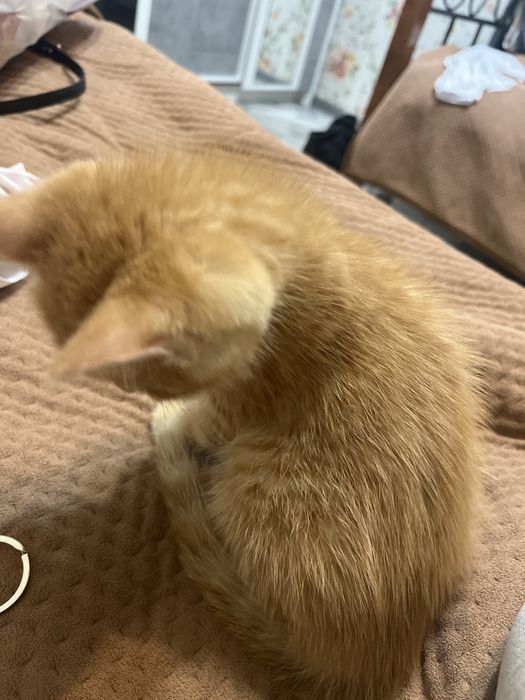 котенок 1,2 месяца