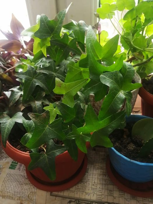 Домашние растения