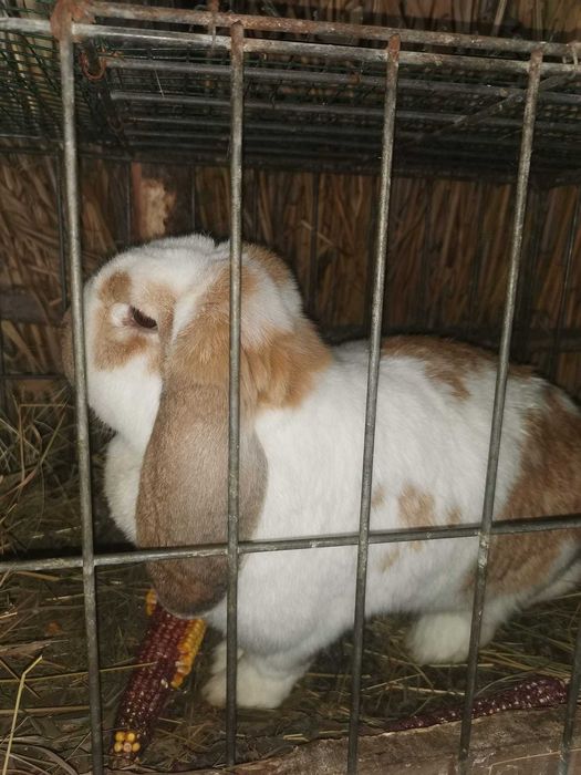 Iepuri Berbec German