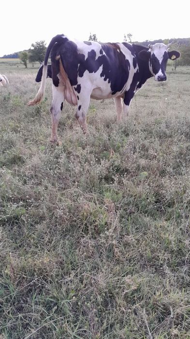 Vând 2 Vaci bune de lapte 8000 de lei Bucata