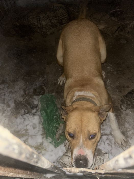 Немецкий питбуль сучка