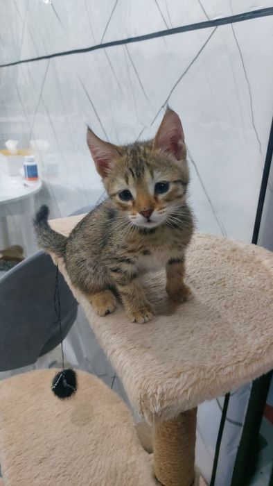 Отдам в добрые руки двух котят.