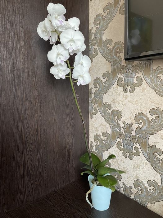 Орхидея биг лип.