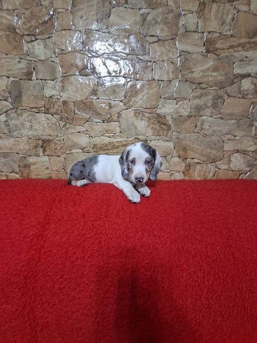Pui Teckel Arlechin
