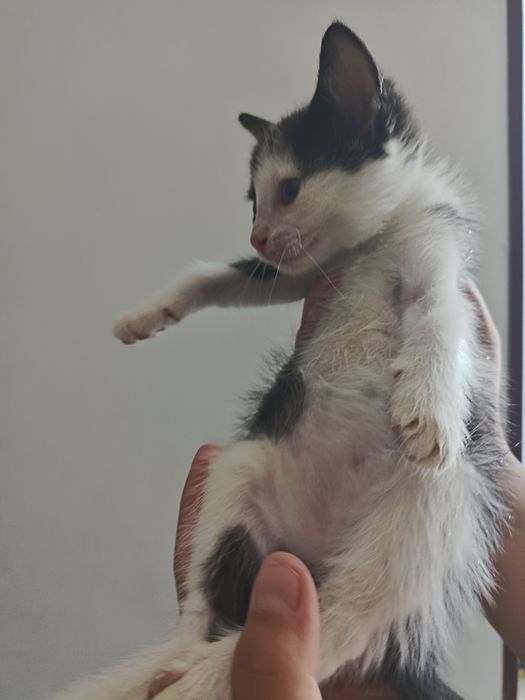 Отдам котят в хорошие руки