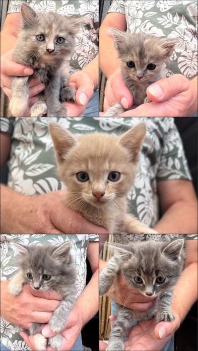 Котята в хорошие руки