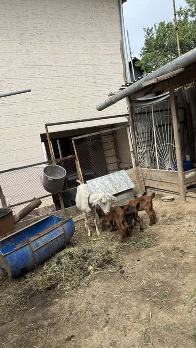 Козы Англо-нубийская